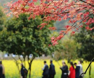 紅楓.jpg