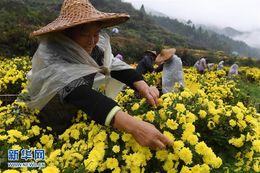 （經(jīng)濟(jì)）（1）江西婺源：有機(jī)皇菊采摘忙