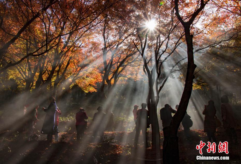 江西廬山紅葉燦若朝霞 漸入觀賞佳期