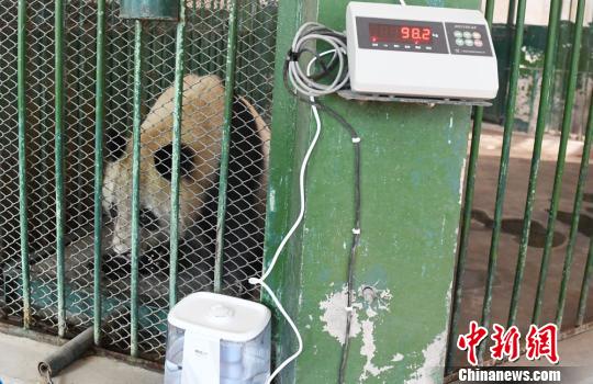 探訪蘭州大熊貓“蜀蘭”:體重正常無網傳“不適”
