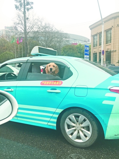 讀者劉先生供圖
