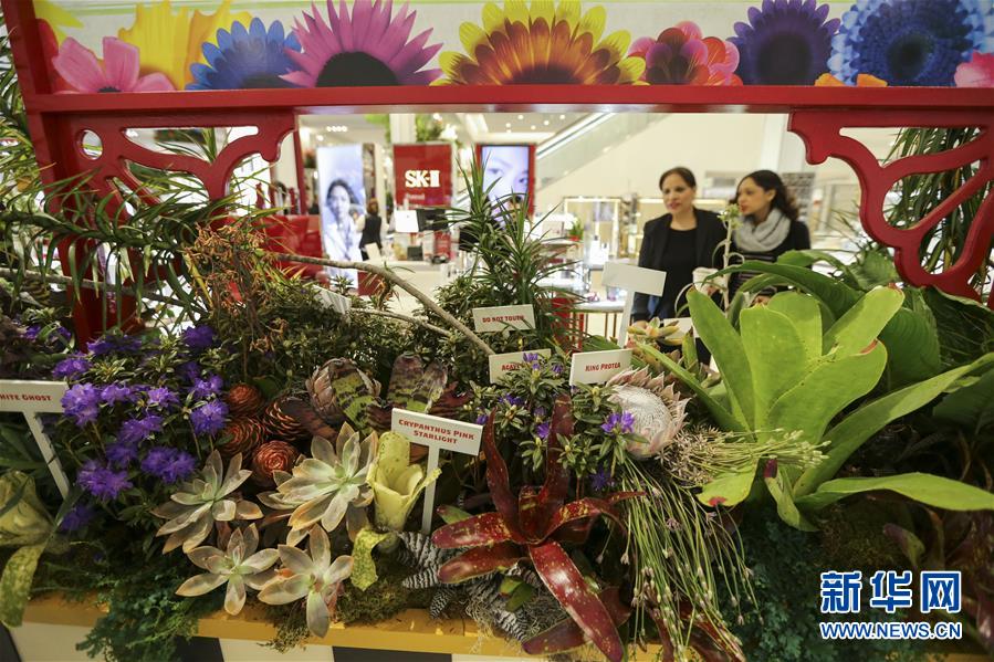 (國(guó)際)(2)紐約梅西花展:花卉“嘉年華”