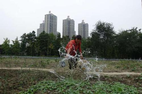 城市荒地變菜地 郫都人種菜種出了景觀